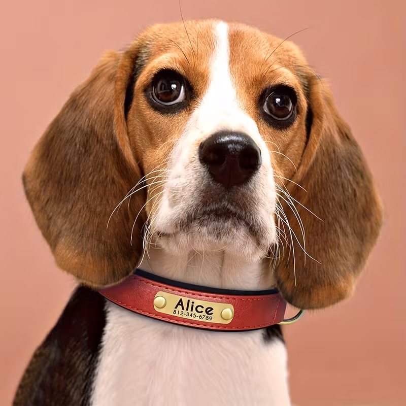 Custom Engraved Dog Collar with Soft Padded Design